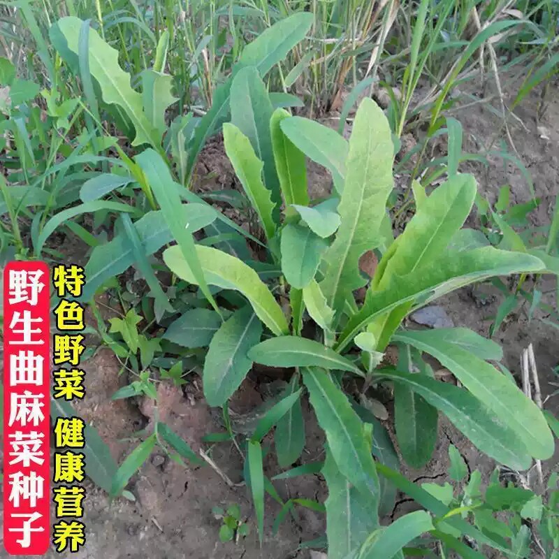 野生苦麻菜种子种籽苦麦菜曲曲菜野菜曲麻菜特色蔬菜四季包邮