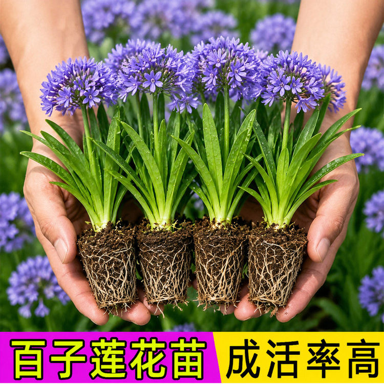 百子莲花苗根茎四季种植种球庭院阳台室外盆栽地栽耐热花卉绿植物