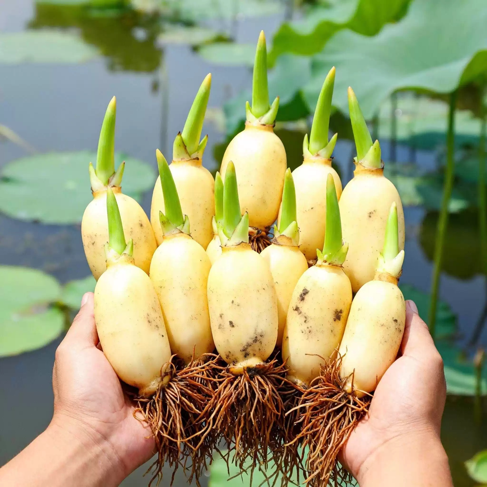 大型荷花观赏型可食用四季水养水缸种莲藕莲蓬新鲜荷花藕芽白莲藕