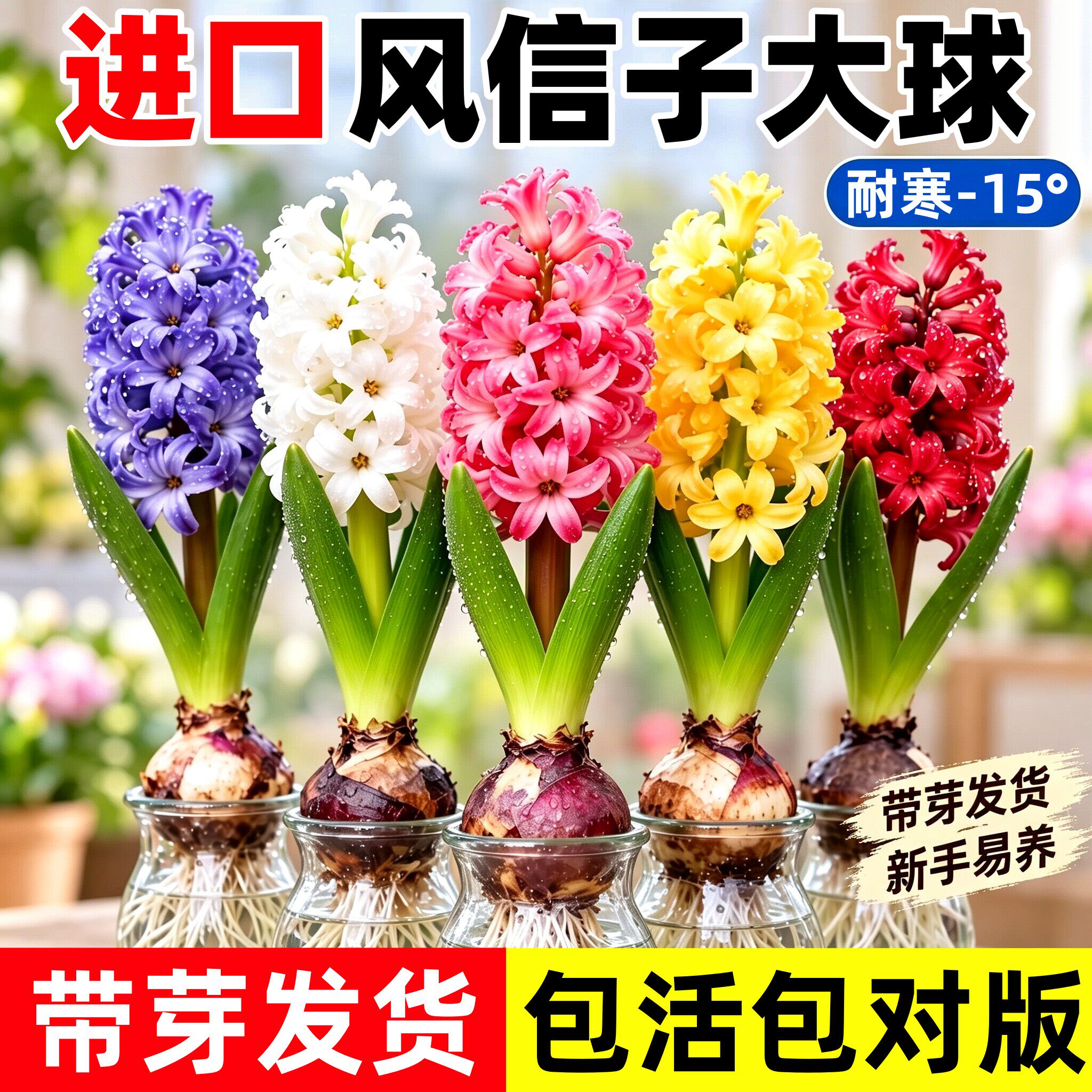 风信子种球水培盆栽带芽特大进口球根植物花卉室内花水仙种子土培