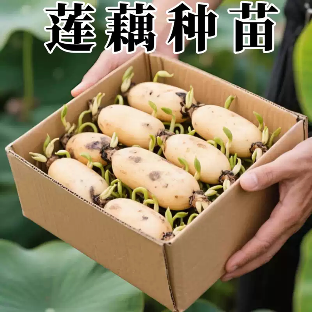 洪湖粉莲藕苗新鲜莲藕种苗湖北煲汤粉藕种苗藕秧子洪湖藕苗粉藕苗