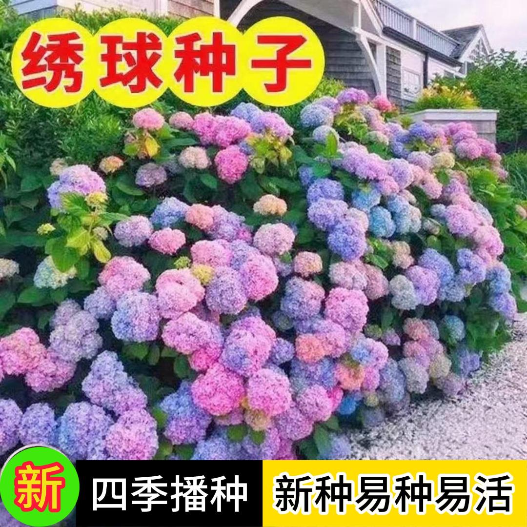 绣球花种子绣球花种籽子四季播种开花多年生花籽种植庭院易活室外图片