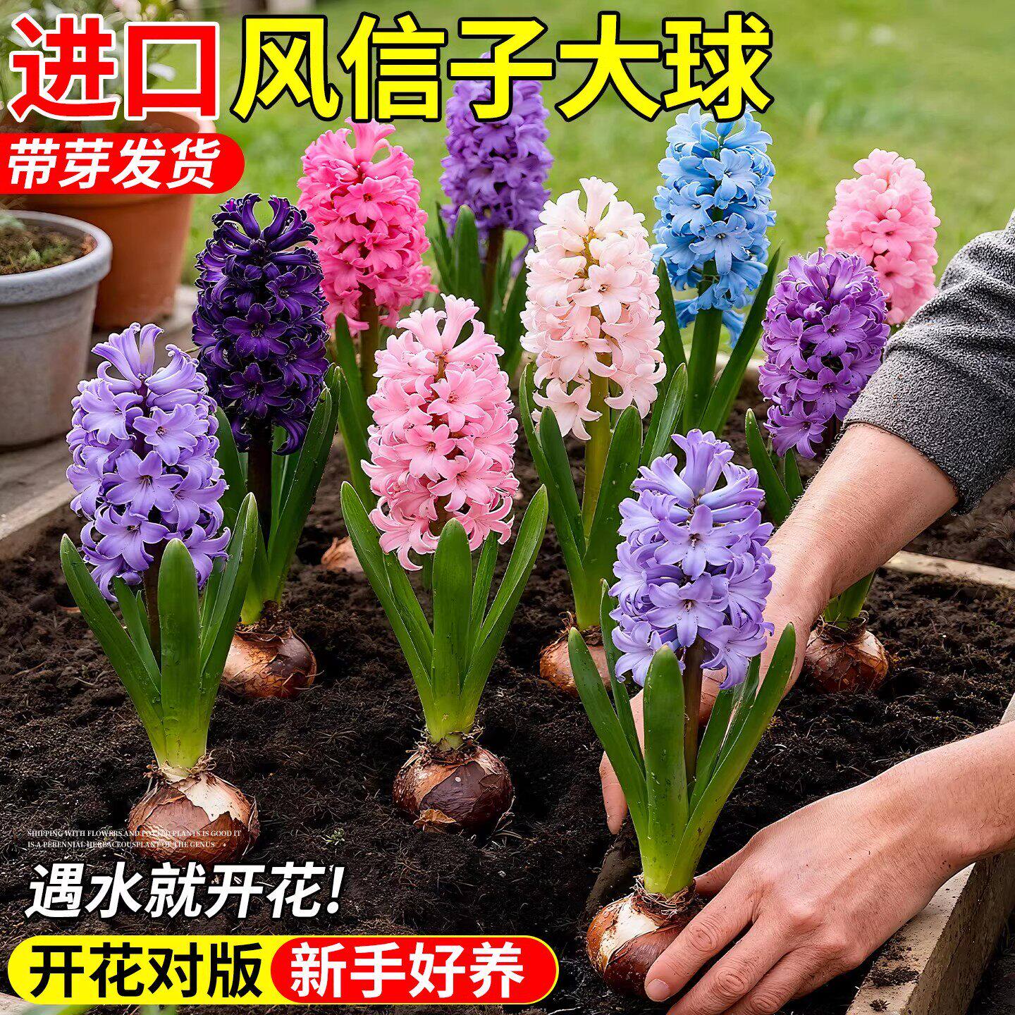 风信子种球水培特大带花苞室外花卉土培进口室内开花植物四季水养