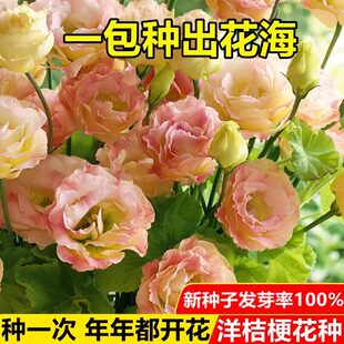 家里有空花盆的，别浪费了，一定要种一点这个洋桔梗