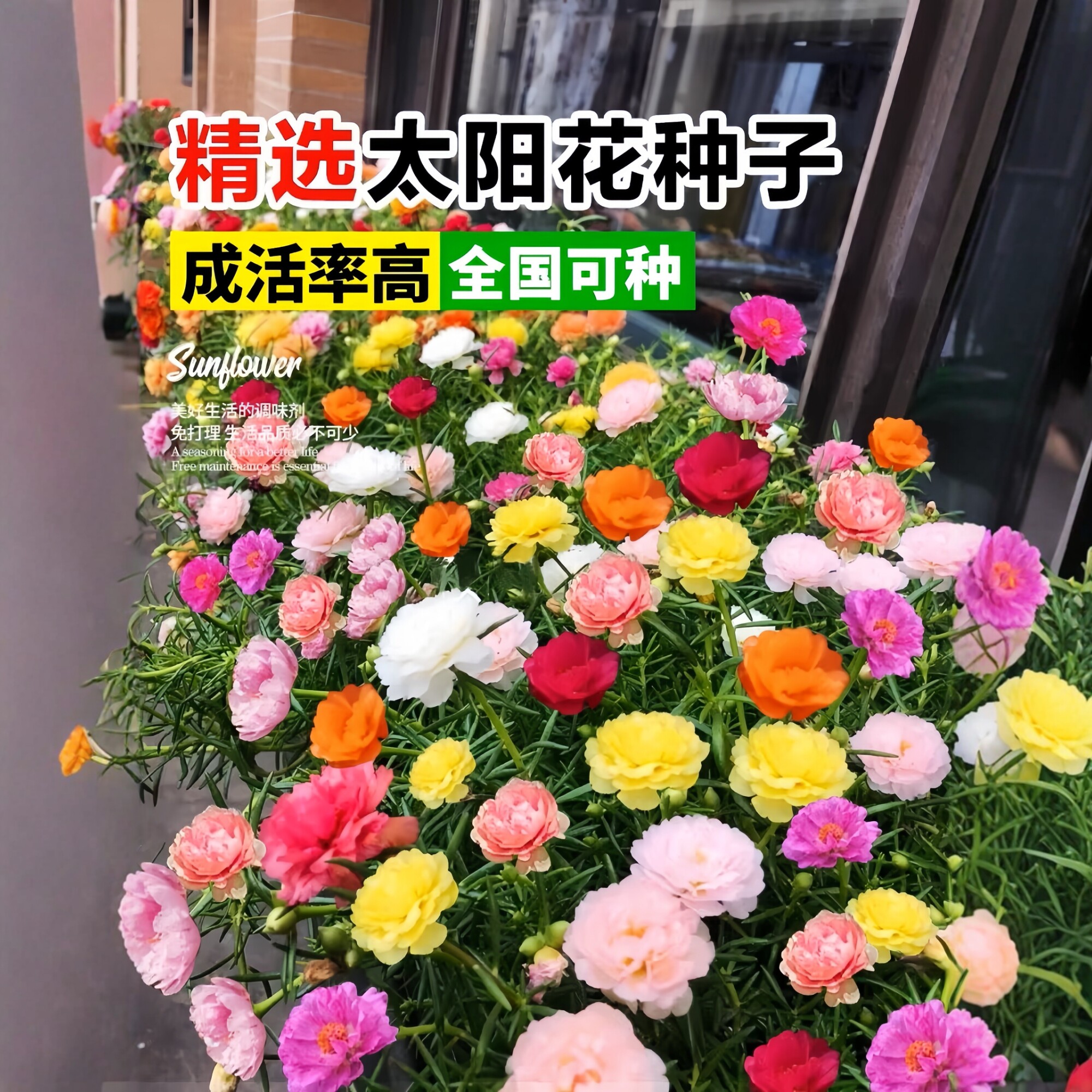 重瓣太阳花种籽四季种植好种易活多年生家庭阳台花海景观花卉种子
