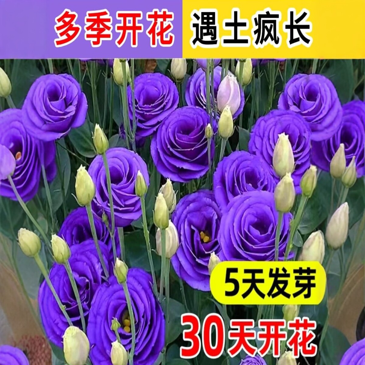 重瓣洋桔梗花种籽混色易活花卉种籽子四季播种开花室内外花籽图片
