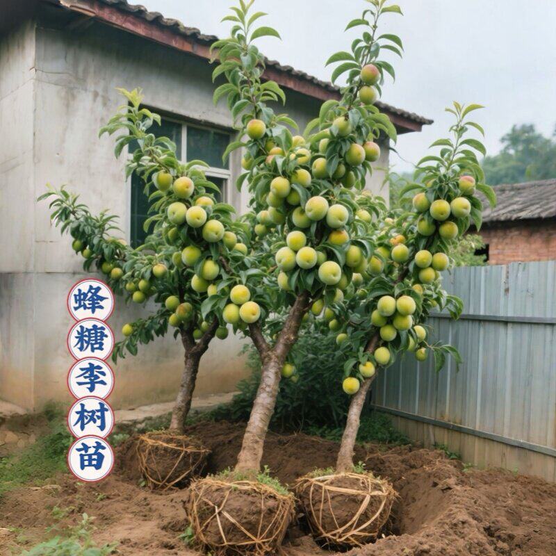 蜂糖李子树苗贵州六马三华新品种水果树果苗阳台盆栽南方北方种植图片