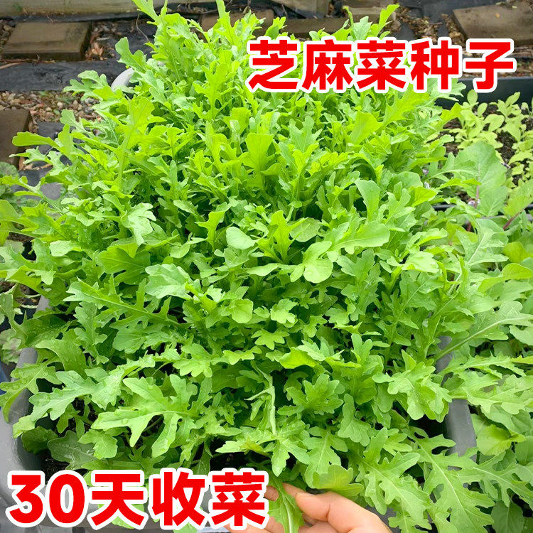 芝麻菜种籽东北大叶臭菜种子火箭菜盆栽阳台种植生蔬菜苗大全秧苗图片