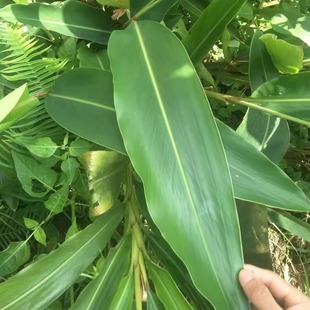 四川宜宾特产新鲜良姜叶子鸭儿粑猪儿粑叶子叶儿粑叶子黄粑叶10张