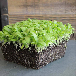 茼蒿菜种子大叶小叶蓬蒿菜无土栽培水培芽苗菜微型蔬菜Microgreen