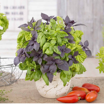 罗勒种子 圣约瑟夫草 九层塔意大利甜罗勒 Basil 圣罗勒香草香料
