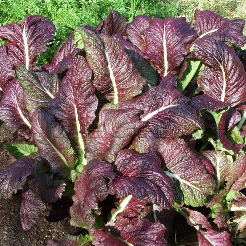 红叶芥菜种子 大叶芥菜盖菜red giant mustard seed蔬菜种子 菜籽