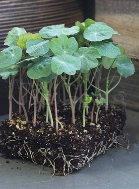 旱金莲种子 芽苗菜 Nasturtium Microgreens Seeds旱荷花 金莲花