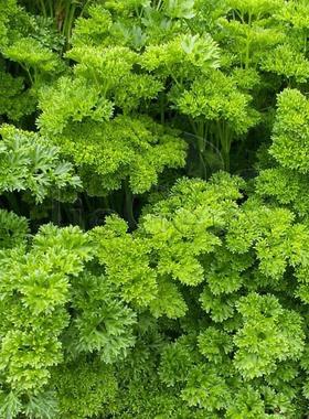 莫斯卷叶欧芹种子 皱叶欧芹 香芹 荷兰芹Moss Curled Parsley香草