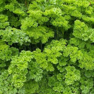 莫斯卷叶欧芹种子 皱叶欧芹 香芹 荷兰芹Moss Curled Parsley香草
