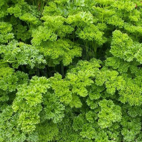 莫斯卷叶欧芹种子皱叶欧芹香料