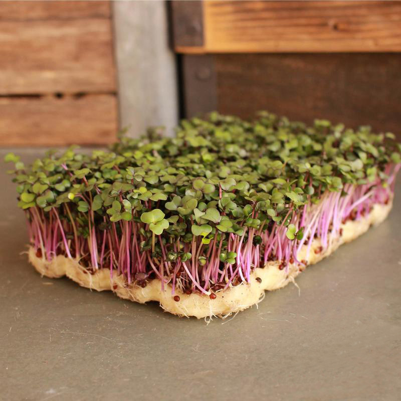 维也纳紫苤蓝种子 球茎甘蓝 Purple Kohlrabi Micro Seed 芽苗菜,鲜花速递/花卉仿真/绿植园艺,家庭园艺种子,淘宝优惠券,粉丝福利购,淘宝优惠卷