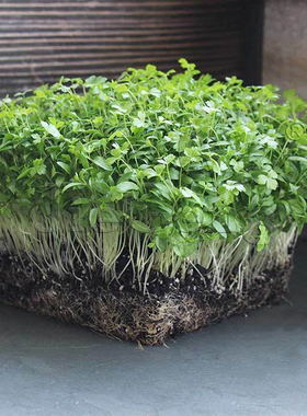 意大利平叶欧芹种子微型蔬菜Italian Giant Parsley Microgreens