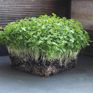 意大利平叶欧芹种子微型蔬菜Italian Giant Parsley Microgreens