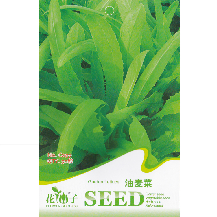 油麦菜种子 莜麦菜 苦菜 牛俐生菜 凤尾菜 简单好种 四季蔬菜种子