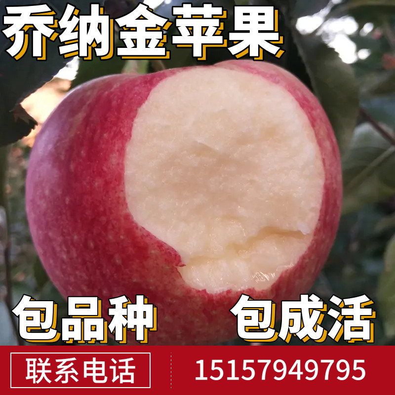 乔纳金苹果树果苗南北方庭院地栽活苗盆栽嫁接矮化糖心当年结果