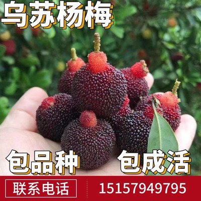 乌苏杨梅树苗现挖发货当年结果