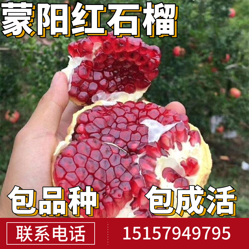 蒙阳红石榴树树苗耐寒南北方庭院地栽果树盆栽嫁接甜四季当年结果
