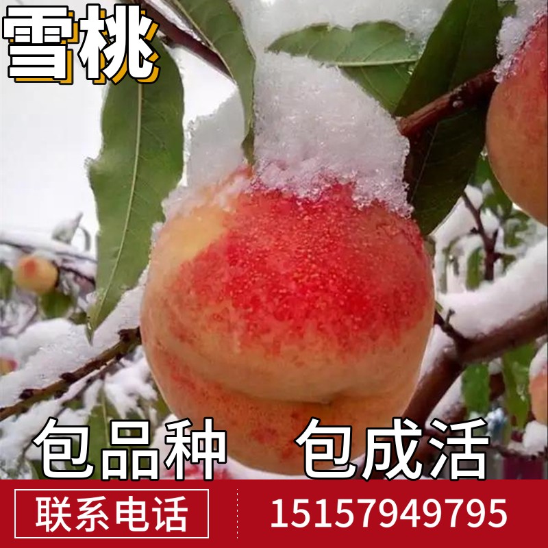 雪桃苗南北方地栽种植特大桃树果苗盆栽嫁接甜脆晚熟活苗当年结果