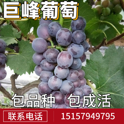 巨峰葡萄苗种植多少钱 巨峰葡萄苗种植价格 小麦优选