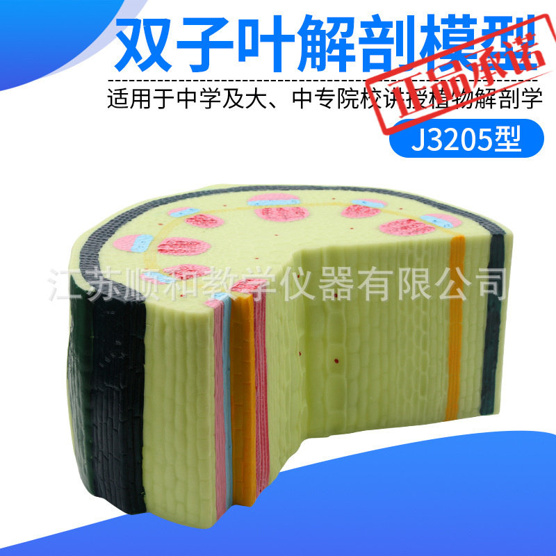 ㊣双子叶植物茎模型 结构组织构造标本 放大解剖切面模具