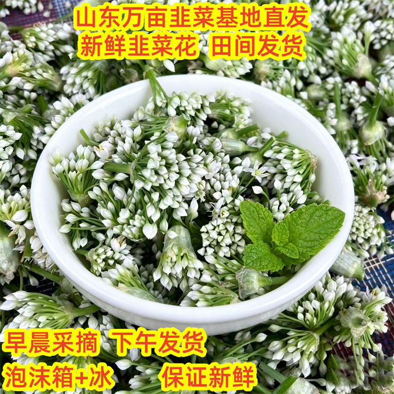 现摘韭菜花2026年骨朵韭菜苔新鲜农家自种现发山东万亩韭菜基地