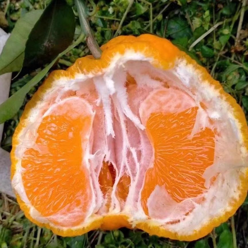 1春见耙耙柑八甜两酸现摘新鲜发货《自然成熟带果酸谨慎下单》,水产肉类/新鲜蔬果/熟食,桔子,淘宝优惠券,粉丝福利购,淘宝优惠卷