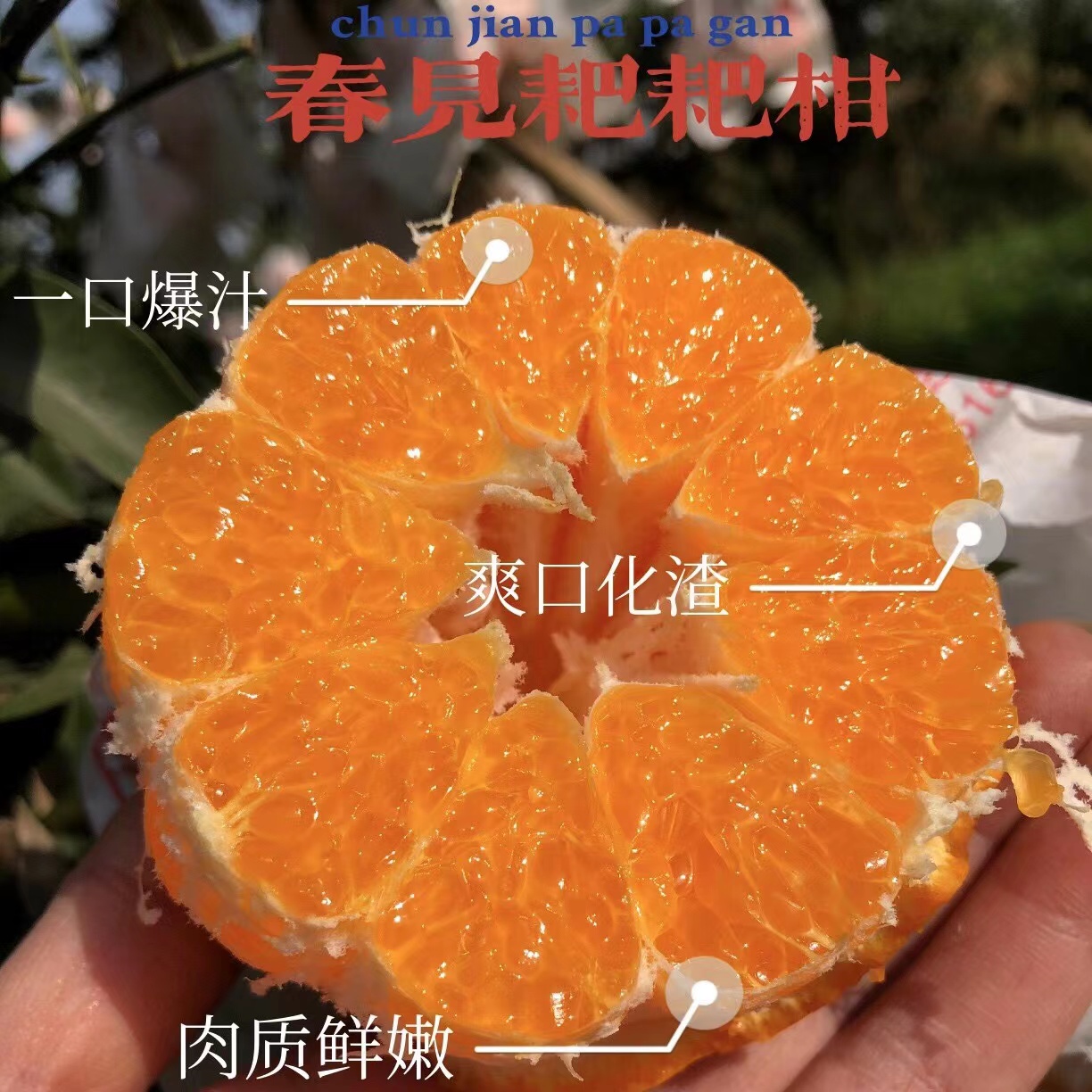 四川春见耙耙柑自家生态种植自然成熟树熟不打药不催熟 水产肉类/新鲜蔬果/熟食 桔子 原图主图