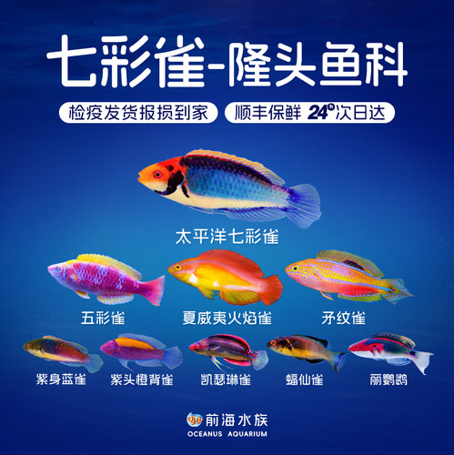 花面海水鱼海水缸珍珠