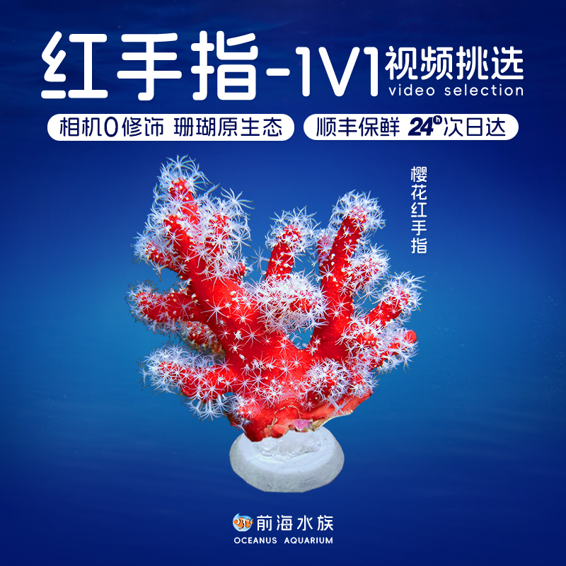 大嘴巴蜘蛛海绵樱花手指前海水族