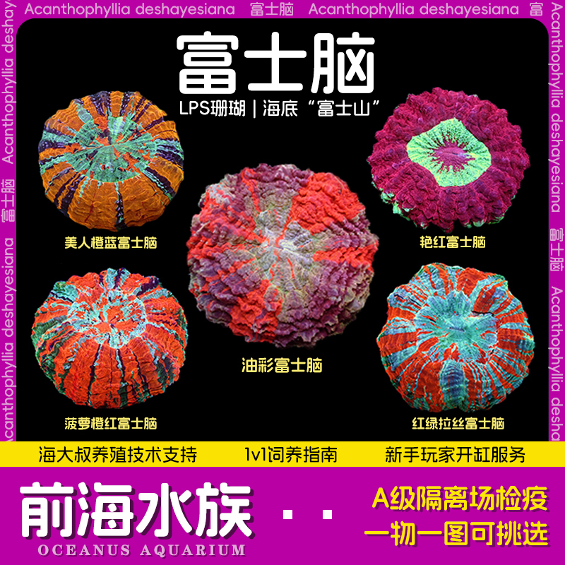 前海水族富士脑珊瑚精品印尼富士