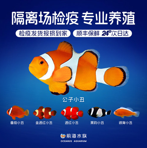 尼莫公子小丑鱼活体背心透红检疫