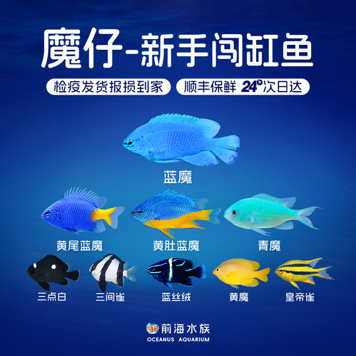 青魔黄肚三点丝绒活体观赏闯缸鱼