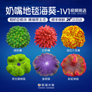 奶嘴海葵地毯荧光绿奶嘴红奶嘴紫点白海葵活体珊瑚小丑鱼共生海葵