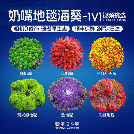 奶嘴海葵地毯荧光绿红肚葵紫点白海葵海缸活体珊瑚小丑鱼共生海葵