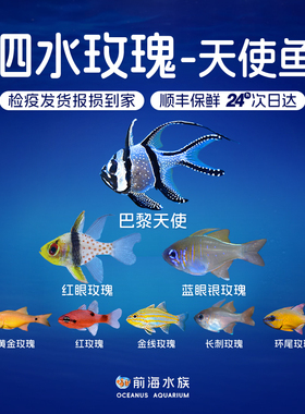 巴黎天使泗水玫瑰海水鱼红眼玫瑰巴厘天使活体海水观赏鱼水族宠物