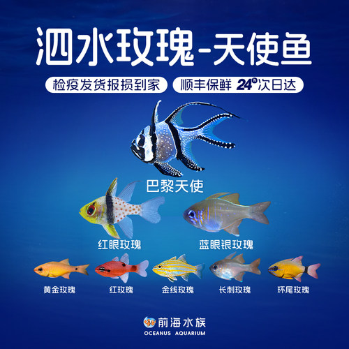 天使红眼巴厘活体宠物海水鱼