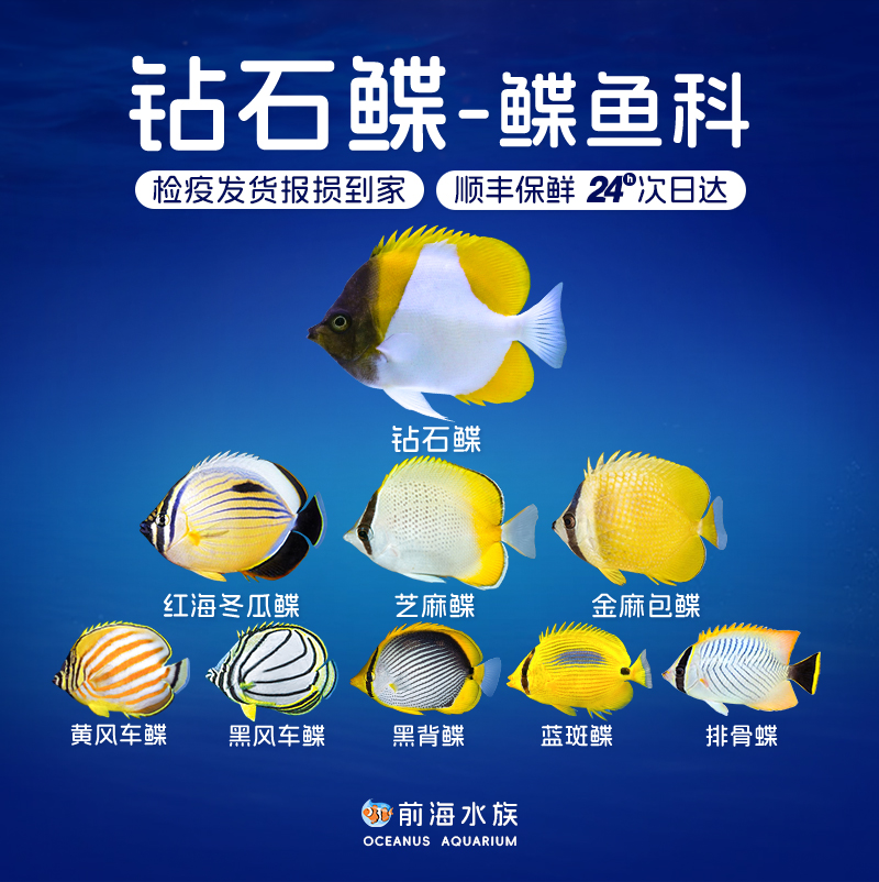 钻石鲽芝麻鲽冬瓜鲽鱼已检疫开口