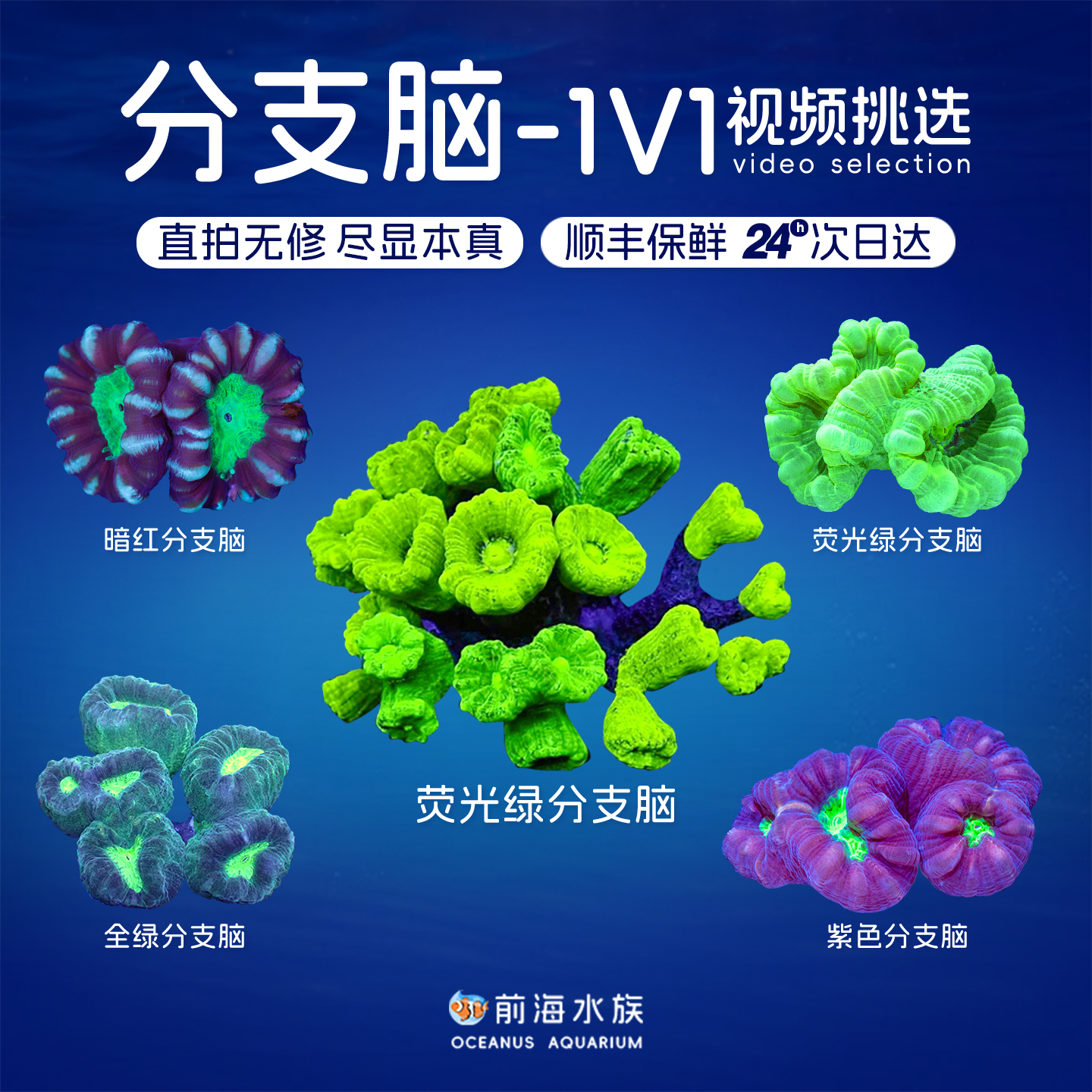 荧光分支脑珊瑚海水生物海缸观赏
