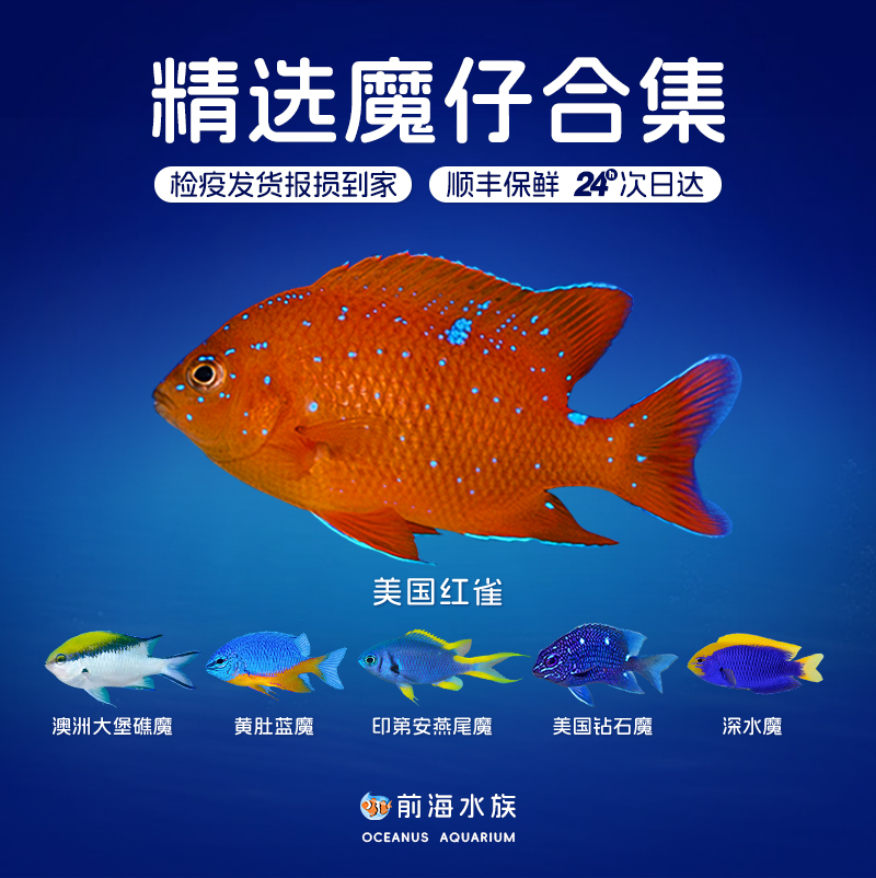 美国红雀海水鱼观赏鱼