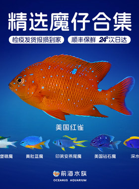 美国红雀海水鱼观赏鱼