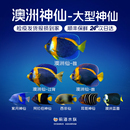 紫月神仙阿拉伯神仙澳洲神仙耳斑蓝面西非仙大型神仙鱼海水观赏鱼