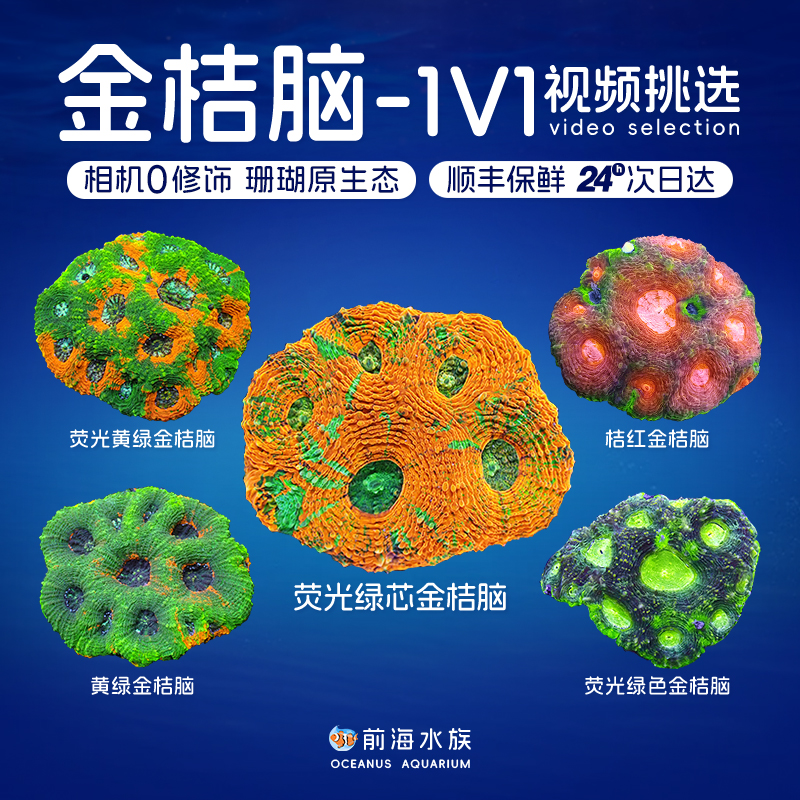 金桔脑橙橘龟壳菊石活体珊瑚