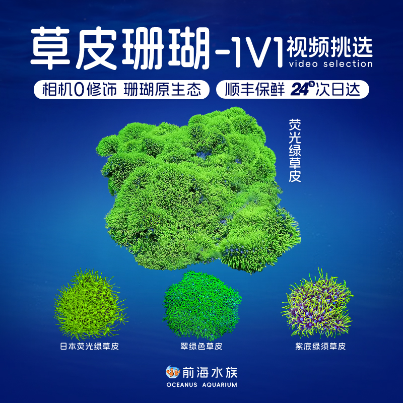 荧光绿草皮珊瑚LPS软体