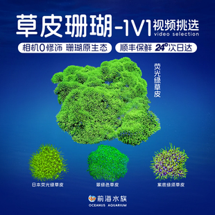 荧光绿草皮珊瑚活物日本草皮北海lps软体人工草皮海水鱼珊瑚活体